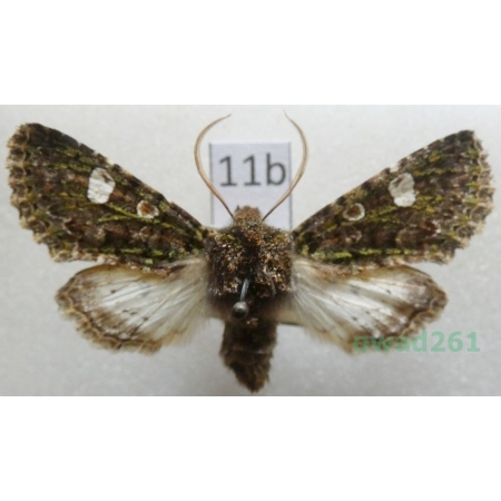 Valeria oleagina (Denis & Schiffermüller, 1775) Slovakia11b